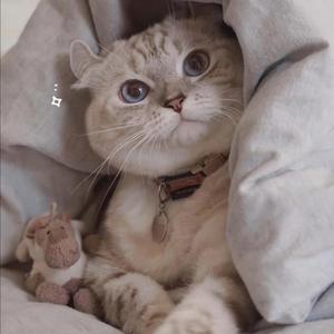 亚洲明星合成综合久久
